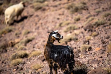 Jebel Shagro yakınlarındaki Berber bölgelerinde keçi otlaklarına yakın, Fas 'ın Ourzazate eyaletinde, Fas Atlası' nın dağlarında Berber çobanlarıyla otlayan keçi sürüleri var.