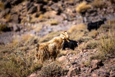 Jebel Shagro yakınlarındaki Berber bölgelerinde keçi otlaklarına yakın, Fas 'ın Ourzazate eyaletinde, Fas Atlası' nın dağlarında Berber çobanlarıyla otlayan keçi sürüleri var.