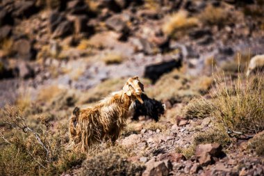 Jebel Shagro yakınlarındaki Berber bölgelerinde keçi otlaklarına yakın, Fas 'ın Ourzazate eyaletinde, Fas Atlası' nın dağlarında Berber çobanlarıyla otlayan keçi sürüleri var.