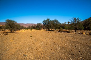 Fas 'ın güneyindeki Ouarzazate yakınlarındaki Fas Atlası' nın çöl tepeleri ve vadileri arasında yalnız bir ağaç.