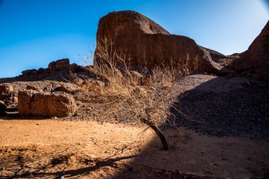 Fas 'ın güneyindeki Ouarzazate yakınlarındaki Fas Atlası' nın çöl tepeleri ve vadileri arasında yalnız bir ağaç.