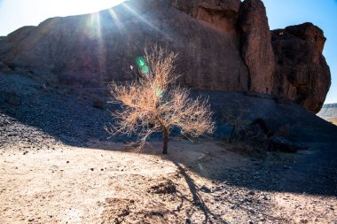 Fas 'ın güneyindeki Ouarzazate yakınlarındaki Fas Atlası' nın çöl tepeleri ve vadileri arasında yalnız bir ağaç.