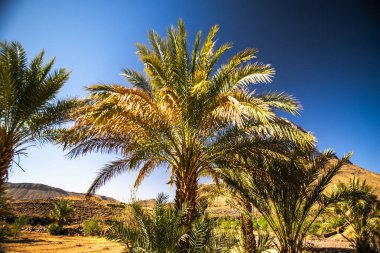 Fas 'ın Ouarzazate yakınlarındaki Handour vadisinde Fas Atlası' nın dağlarındaki nehir yatağının kurak kayaları arasında palmiye ağaçları.