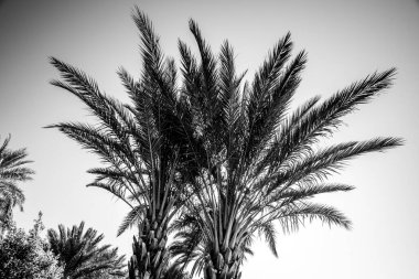 Fas 'ın Ouarzazate yakınlarındaki Handour vadisinde Fas Atlası' nın dağlarındaki nehir yatağının kurak kayaları arasında palmiye ağaçları.