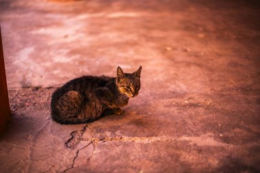 Ouarzazate Fas yakınlarındaki kırmızı kattaki bir kediye yaklaş.