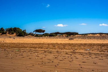 Fas 'ın Essaouria kıyısındaki rüzgârlı ağaçlar ve el değmemiş deniz arasındaki kum tepeleri
