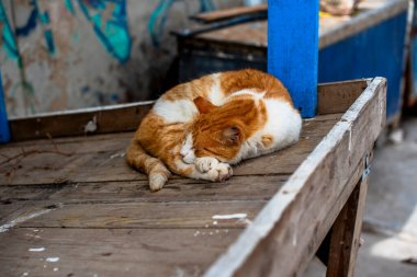 Fas 'ın Essaouira limanında, beton ve odunlarla çevrili kırmızı ve beyaz bir kedi uyuyor veya içiyor..