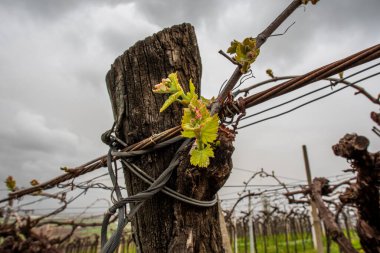 İki kırsal sandalye hasır ve bir ahşap yan yana, yosunlu beton bir yüzey üzerindeki eski dokulu bir duvara karşı, klasik ve kırsal atmosferi olan sessiz, nostaljik bir açık hava manzarası.