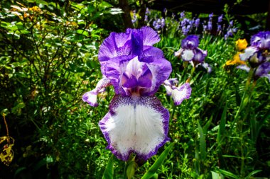 Çiçek açan bir Iris Germanica 'nın, yemyeşil bir bahçede çarpan beyaz ve mor taç yapraklarıyla yakın çekimi. Zarafeti ve ilkbahar güzelliğini simgeleyen canlı bir süs çiçeği..