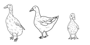 Bir grup izole hayvan. Kaz, ördek, sıra sanatında ördek. Doodle, retro tarzı