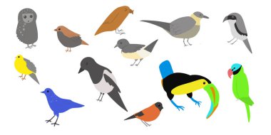 Bir grup kuş. Çocuksu bir şekilde vektör karikatür çizimi. Farklı kuşlar. Resimler beyazda izole edilir. 