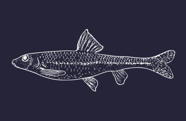 Koyu arkaplanda izole edilmiş ançüez çizimi