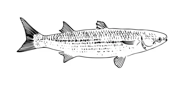 Tekir balığı hattı izole edilmiş, oymalı balık, retro tarzı.