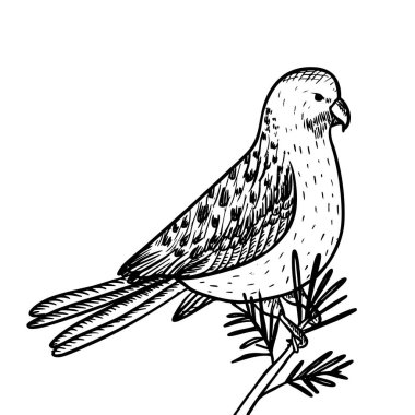 İzole edilmiş papağan çizimi, çizimi, el çizimi.