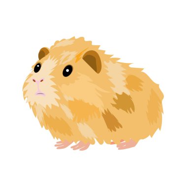 Gine domuzu, izole edilmiş, düz dizayn, yan görüş, sevimli hayvan.