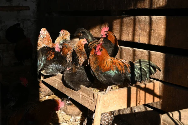 hens and roosters in the chicken coop also known as henhouse