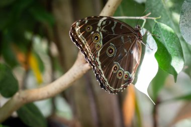 Caligo Eurilohus veya baykuş kelebeği Viyana, Avusturya 'da bir kelebek evinde besleniyor