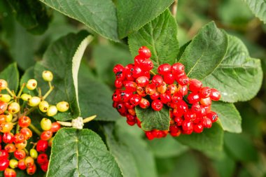Viburum glomeratum yeşilliği ve meyvesi