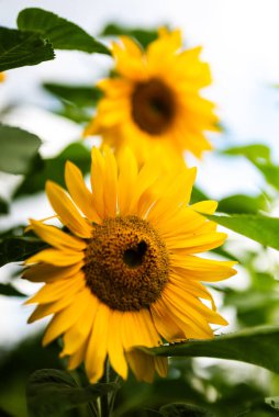 Sarı Helianthus Annuus 'a (yaygın ayçiçeği başlıkları) yakın plan