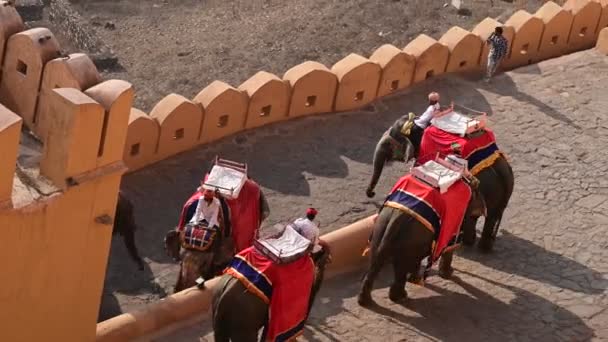 Amer India Februari 2024 Manusia Menunggang Gajah Fort Amer Yang — Stok Video