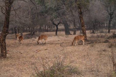 Hindistan, Rajasthan 'daki Ranthambhore Ulusal Parkı' nda Sambar geyiği otluyor.