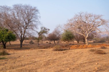 Ranthambhore Ulusal Parkı güneş doğarken manzarası (Rajasthan, Hindistan)