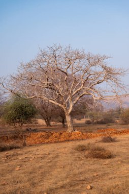 Ranthambhore Ulusal Parkı güneş doğarken manzarası (Rajasthan, Hindistan)