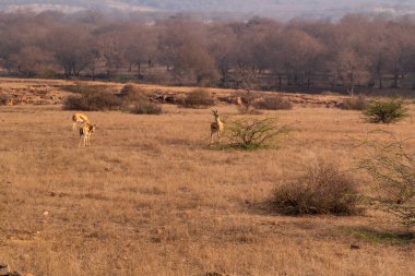 Gazella bennetti grazing in the grassands at Ranthambhore National Park in Rajasthan, India clipart