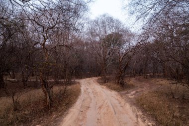Ranthambhore Ulusal Parkı güneş doğarken manzarası (Rajasthan, Hindistan)