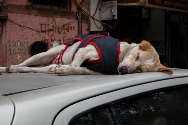 Tatlı Labrador Retriever Delhi, Hindistan 'da bir arabanın çatısında uyuyor.
