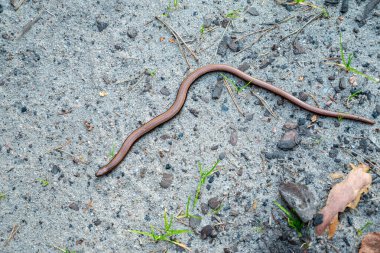 Slowworm (Anguis fragilis) Batı Avrasya 'ya özgü bacaksız bir kertenkele.