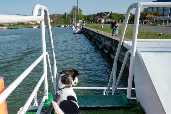 Tolkmicko, Polonya, 30 Nisan 2024 Vistula lagünündeki bir feribotta şirin siyah beyaz bir köpek.