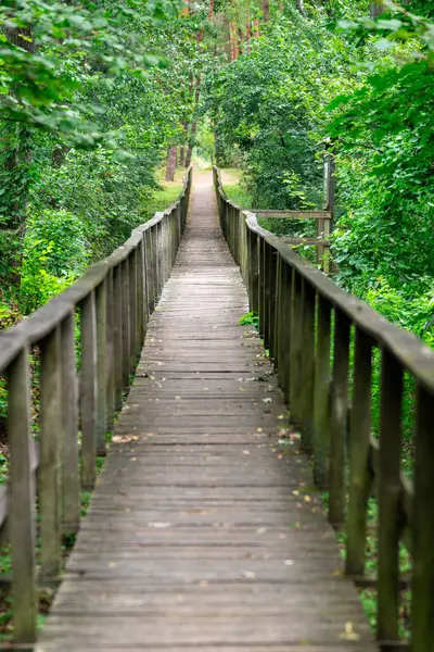 Polonya 'daki Poleski Ulusal Parkı' nda yemyeşil ağaçlarla çevrili uzun bir sahil yolu.