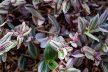 a close up of tradescantia (also known as inchplant or spiderwort) with green and purple leaves - natural background clipart