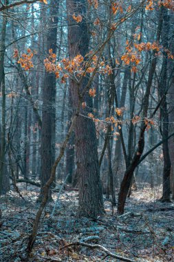 Soğuk sonbahar sabahında turuncu ve deniz mavisi atmosferik orman - doğa arka planı