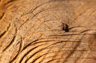 Camponotus ligniperda 'ya yakın çekim, kahverengi-siyah marangoz karınca, ağaç kütüğüne yuva yapan yaygın tür.