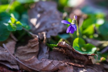 Viola odorota 'ya yakın çekim. Yaygın menekşe, ahşap menekşe, tatlı menekşe veya bahçe menekşesi olarak da bilinir.