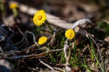 Tussilago farfara, Coltsfoot olarak da bilinir, küçük ilkbahar sarı çiçekleri solunum yolundaki bozuklukların tedavisi için bitkisel ilaç olarak kullanılır.