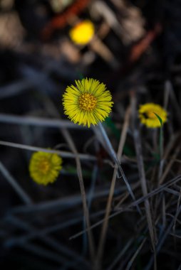 Tussilago farfara, Coltsfoot olarak da bilinir, küçük ilkbahar sarı çiçekleri solunum yolundaki bozuklukların tedavisi için bitkisel ilaç olarak kullanılır.