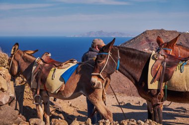 Esmer Eşek Oia 'ya Yürüyüş Yolu Fira - Santorini Adası, Yunanistan