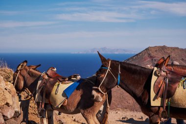 Esmer Eşek Oia 'ya Yürüyüş Yolu Fira - Santorini Adası, Yunanistan