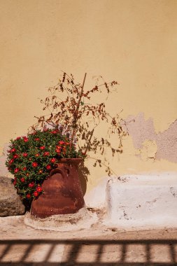 Çiçek vazosu Eski Sarı Duvara Karşı - Emporio Köyü, Santorini Adası, Yunanistan