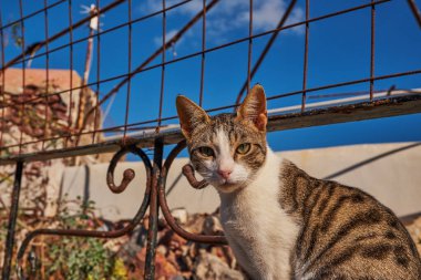 Beyaz ve Gri Kedi Oia Köyü, Santorini Adası, Yunanistan