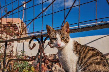 Beyaz ve Gri Kedi Oia Köyü, Santorini Adası, Yunanistan