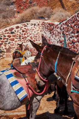 Eşekler İnsanları Taşıyor - Yunanistan 'ın Santorin Adası Kayalıklarında Merdivenler