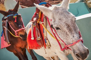 Eşekler İnsanları Taşıyor - Yunanistan 'ın Santorin Adası Kayalıklarında Merdivenler