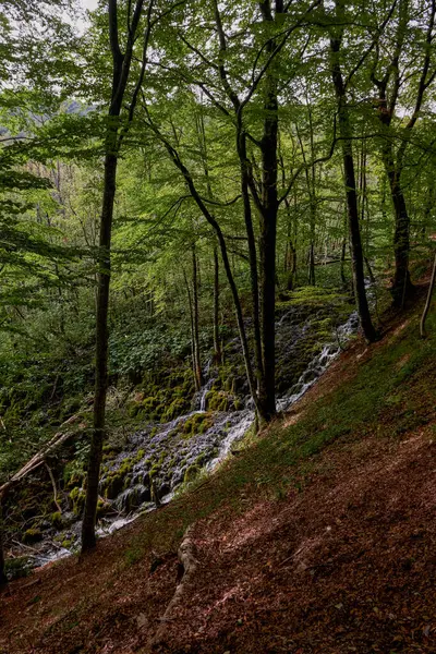 Деревья Детали Национального Парка Плитвицкие Озера Хорватия — стоковое фото