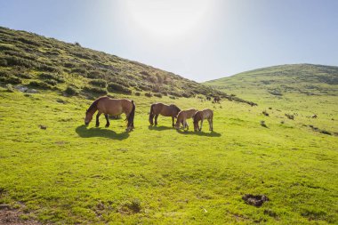 Saint-Jean-Pied-de-Port is a commune in the Pyrnes-Atlantiques department in south-western France. It is close to Ostabat in the Pyrenean foothills. The town is also the old capital of the traditional Basque province of Lower Navarre. 