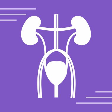 Böbrek organ çizgisi simgesi.