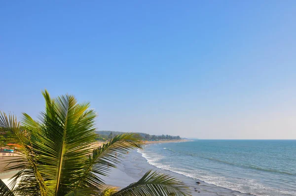 Arambol, Goa, Hindistan sahillerindeki yeşil palmiye ve deniz.